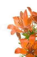 Tiger lily isolated