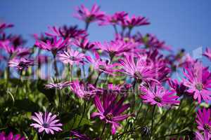 Purple Flowers