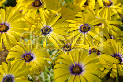 Rudbeckia fulgida