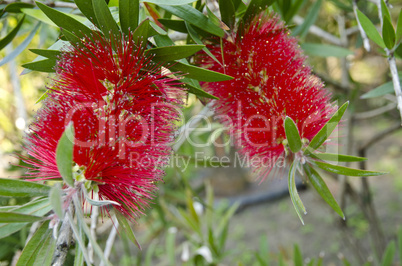 bottlebrush