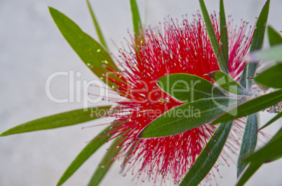 bottlebrush