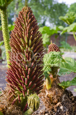 Gunnera-herbaceous flowering plants
