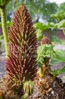 Gunnera-herbaceous flowering plants
