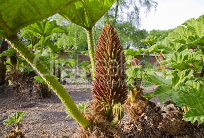 Gunnera-herbaceous flowering plants