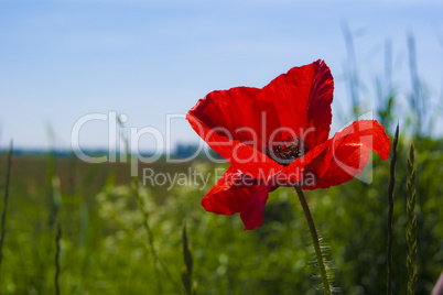 red poppy