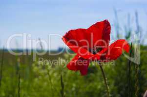 red poppy