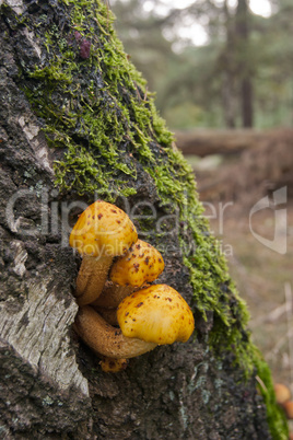 yellow mushroom