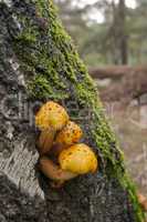 yellow mushroom