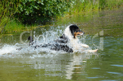 Australian Shepherd