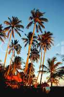 Coconut trees at sunrise