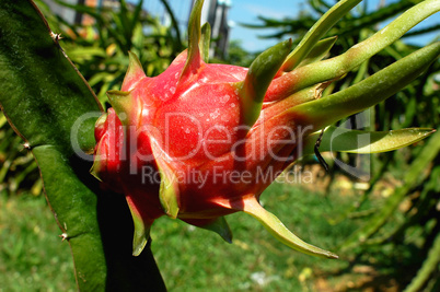 Dragon fruit