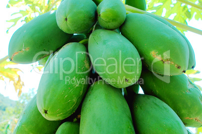 Fresh green papaya fruits on the branch