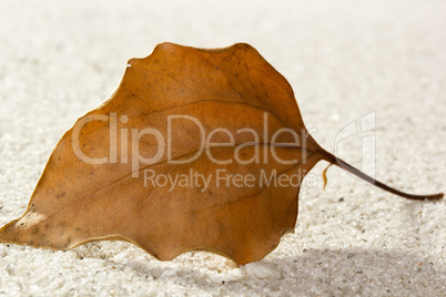 Dry Leaf