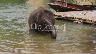 Baby Elephant Bathing In The River