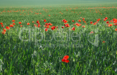 Red poppies on the green wheat field