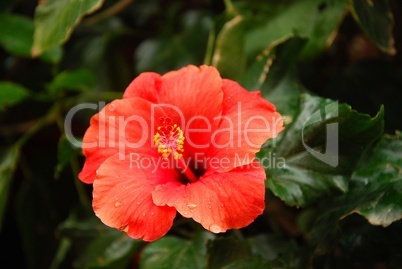 roter Hibiskus