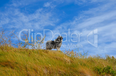 Hund im Gras