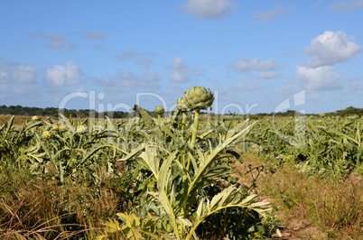 Artischocken Feld