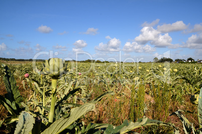 Artischocken Feld