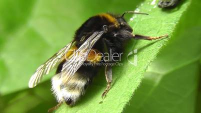 Bumblebee - Hummel - Bombus