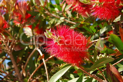 Callistemon citrinus