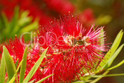 Callistemon citrinus