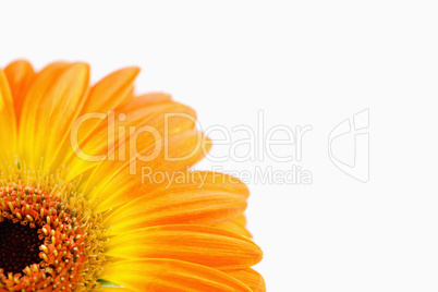 Orange sunflower