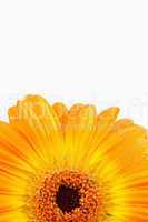 Close up on an orange sunflower
