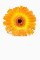 Orange sunflower against white background