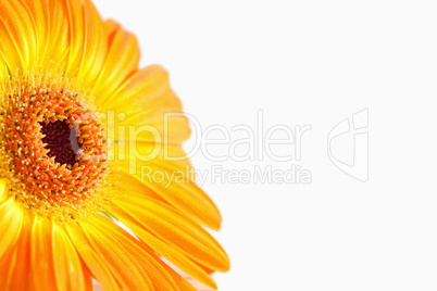 Focus on an orange sunflower