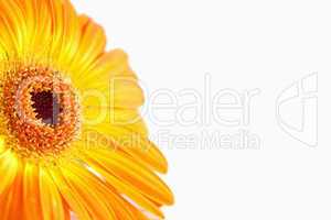 Focus on an orange sunflower