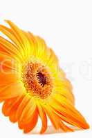 Side view of an orange sunflower