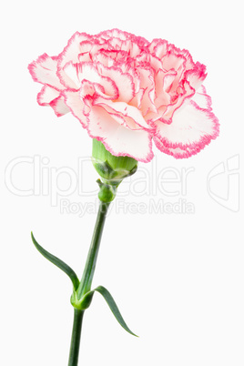 Close up of a white and pink carnation