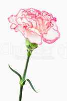 Close up of a white and pink carnation