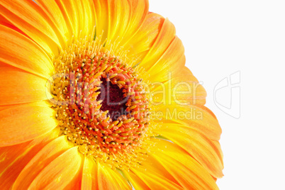 Sunflower against white background