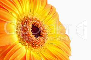 Sunflower against white background