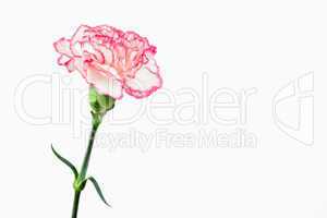White and pink carnation