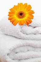 An orange sunflovers on white towels