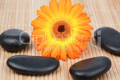 Sunflower surrounded by black stones