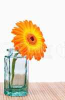 Orange sunflower in a glass flask