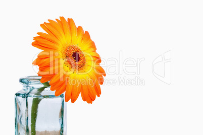 Close up of an orange sunflower in a glass flask