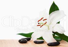 White hibiscus surrounded by black stones