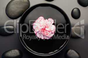 Pink and white carnation floating in a black bowl surrounded by