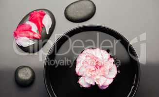 White and pink carnation floating on a bowl withblack stones aro