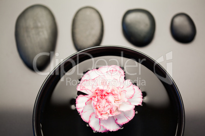 Pink and white carnation floating in a black bowl with aligned b