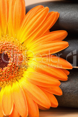 Close up of a black stones stack and an orange sunflower