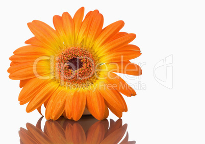 Orange gerbera on a mirror