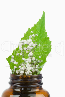 Leaf and flowers in a small bottle