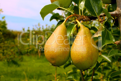 Two ripe pears