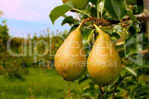 Two ripe pears